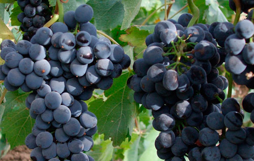 黑博比諾（Bombino Nero）