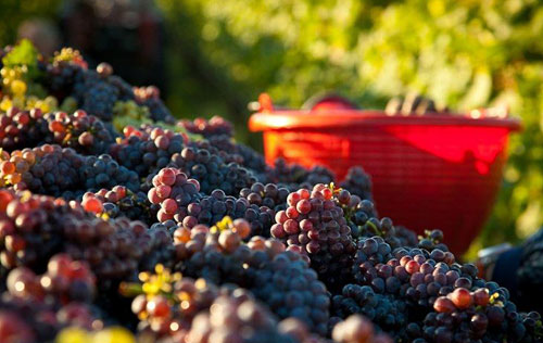 意大利IGT級別葡萄酒必須全部在產區內進行釀造