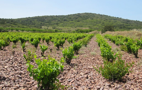 博爾哈產(chǎn)區(qū)（Campo de Borja）