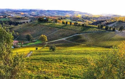 皮埃蒙特大區2018年份葡萄酒被評為4星年份