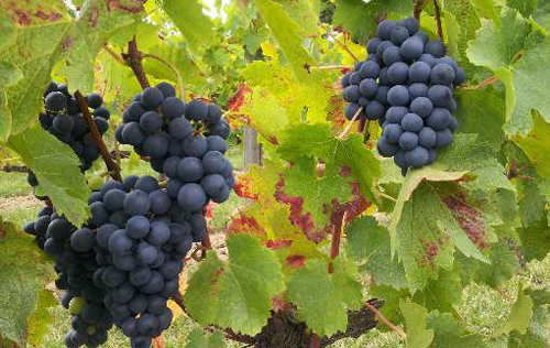 葡萄品種阿布修（Abouriou）