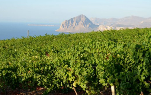 意大利西西里產(chǎn)區(qū)六個古老品種被官方注冊