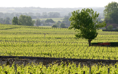 法國已有12%的葡萄種植園實現(xiàn)有機化