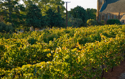 2020年份南澳產區的葡萄酒產量將減少50％