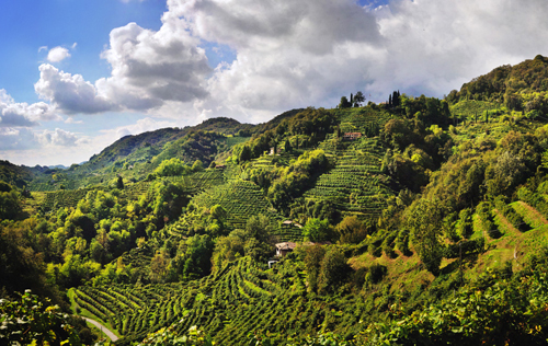 意大利有105家葡萄酒企業(yè)營收額超千萬歐元