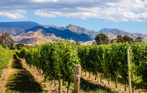 新西蘭馬爾堡葡萄酒產區的利潤率下降了13%