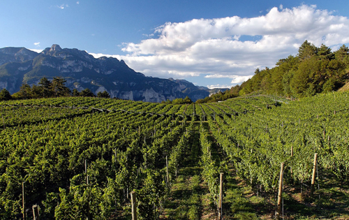 意大利上阿迪杰產區或將劃分出86個子產區