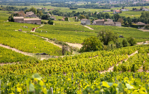 法國博若萊葡萄酒對英國出口增長34.5%