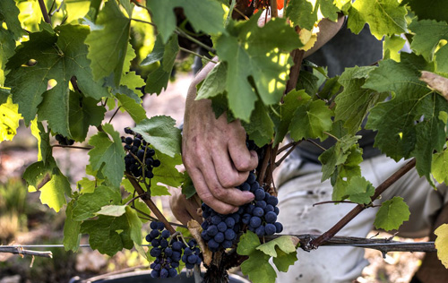 2019年全球葡萄酒產量同比下降10%