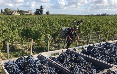 法國羅納河谷產區2019年產量預計上升