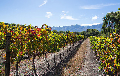 南非封鎖禁令或將嚴重影響葡萄酒行業