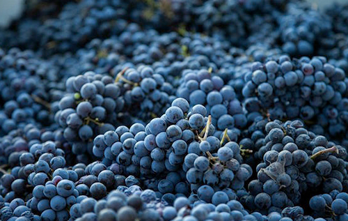 葡萄酒釀造時釀酒葡萄為什么不洗
