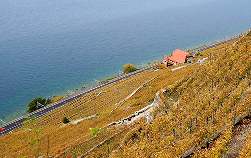 2020年意大利葡萄酒產量預測同比下降1%