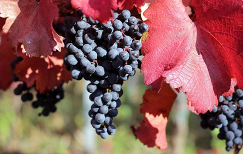 阿里波內葡萄品種（Alibernet）