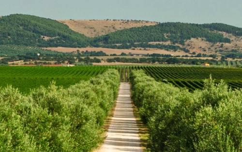 薩倫托產區（Salento）