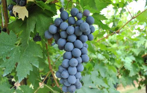 柯維諾內（Corvinone）葡萄