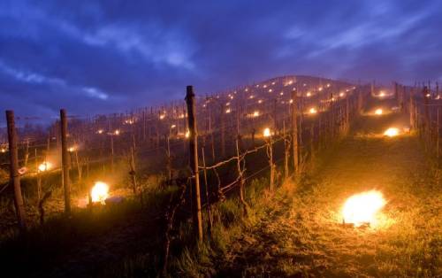 法國葡萄園遭受數(shù)十年來最嚴重的霜凍天氣