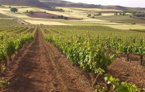 西班牙產(chǎn)區(qū)要求卡斯蒂利亞-拉曼恰控制葡萄產(chǎn)量