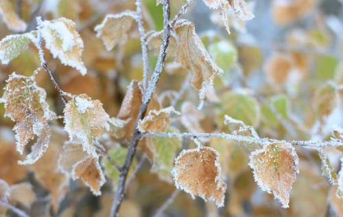 春季霜凍將使法國葡萄酒業(yè)損失20億歐元