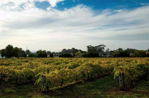 中國貿易限制將導致澳洲葡萄酒價值下跌