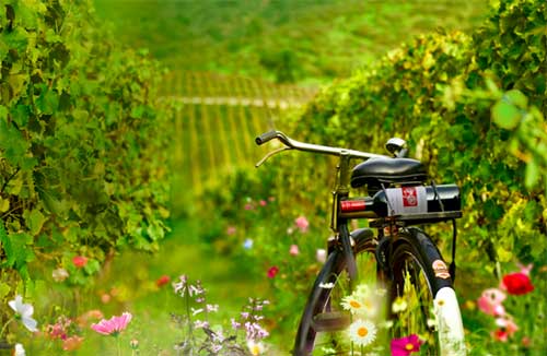 2021年將成為智利葡萄酒“歷史性”年份