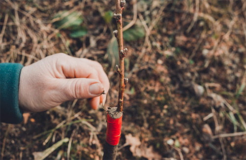 法國葡萄酒行業(yè)將通過新方式適應全球變暖氣候