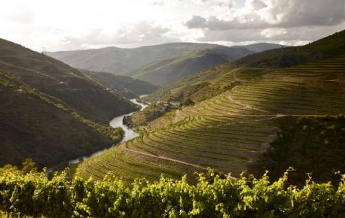 2021年份葡萄牙波特酒看起來很有希望