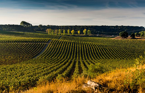 2024年科多紐旗下15家酒廠將實現100%有機化