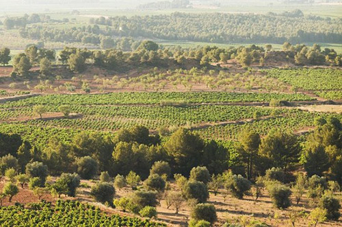 烏迭爾-雷格納產區（Utiel-Requena）