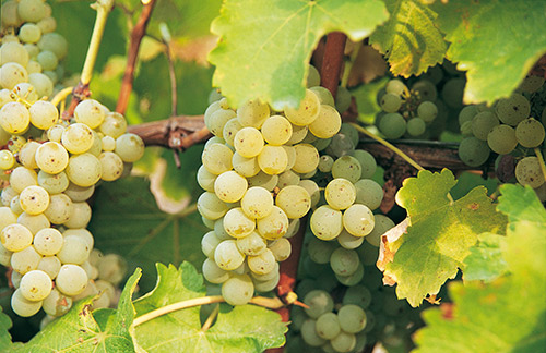 近兩年新西蘭高端長相思葡萄酒價(jià)格飆升