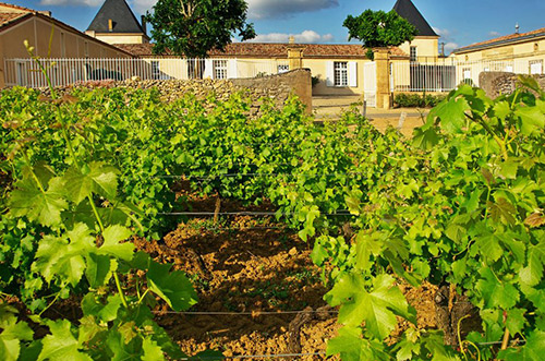 巴薩克一級酒莊克里蒙莊園出售多數股權